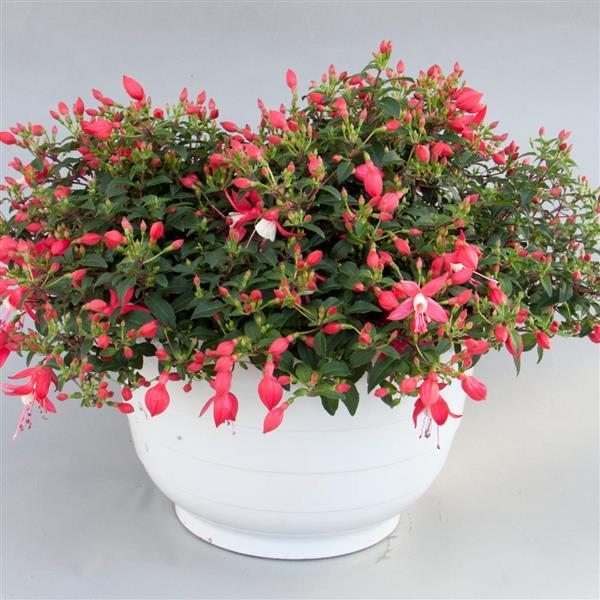 PLANT NAME Container