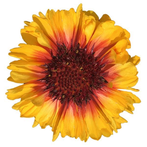 Gaillardia SpinTop Red Starburst - Bloom