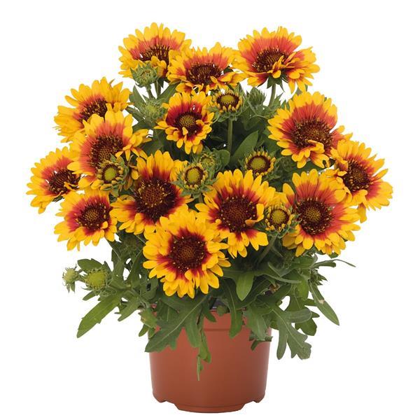 Gaillardia SpinTop Red Starburst - Container