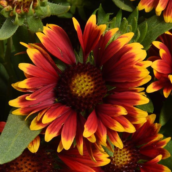 Gaillardia SpinTop Orange Halo - Bloom