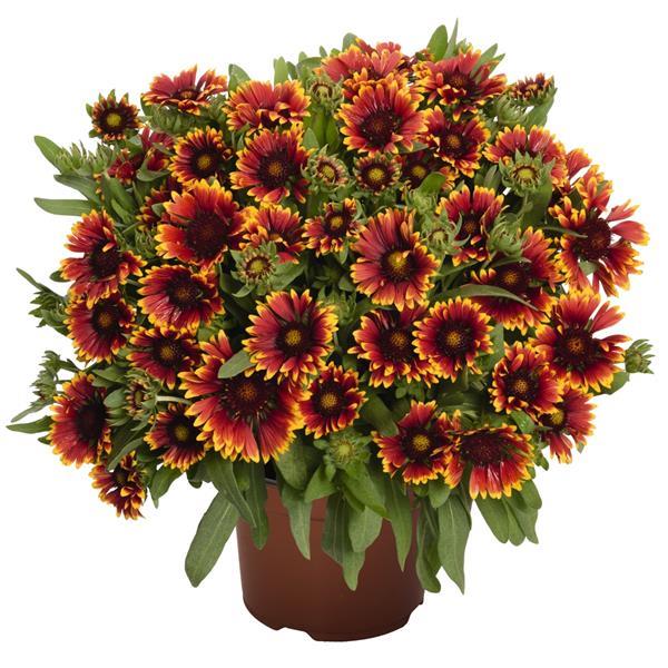 Gaillardia SpinTop Orange Halo - Container