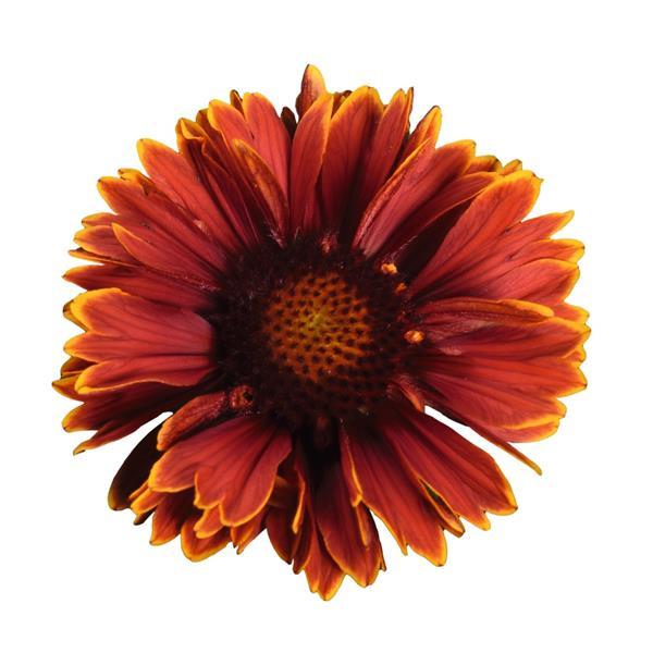 Gaillardia SpinTop Yellow Touch - Bloom