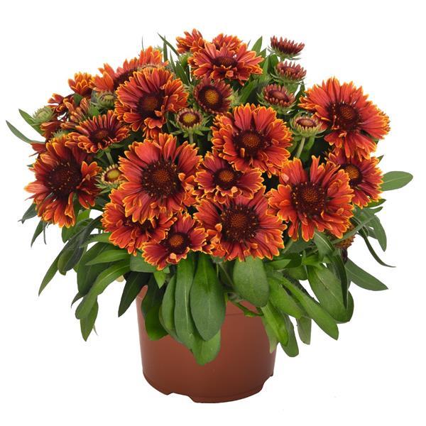 Gaillardia SpinTop Yellow Touch - Container