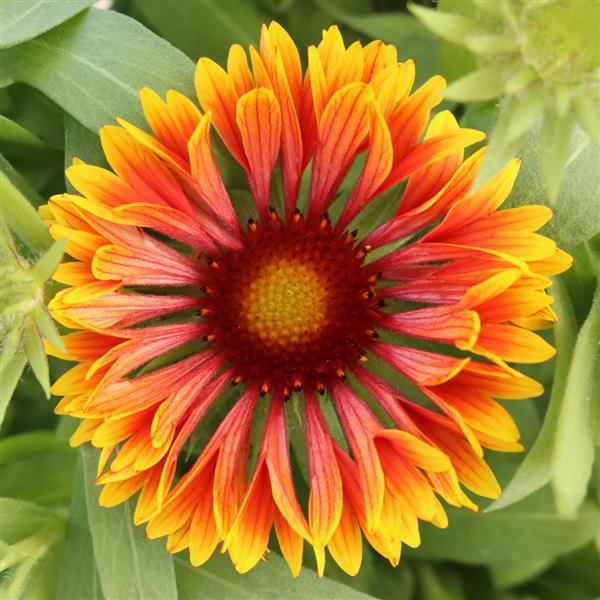 Gaillardia SpinTop Mariachi Copper Sun - Bloom
