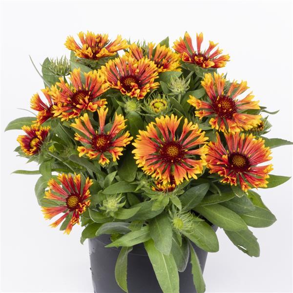Gaillardia SpinTop Mariachi Copper Sun - Container