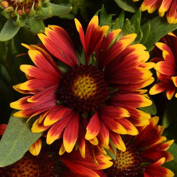 Gaillardia SpinTop Orange Halo Improved - Bloom