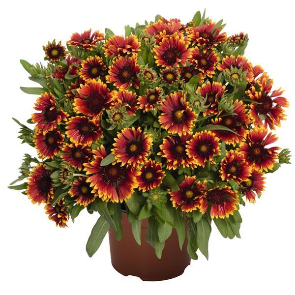 Gaillardia SpinTop Orange Halo Improved - Container