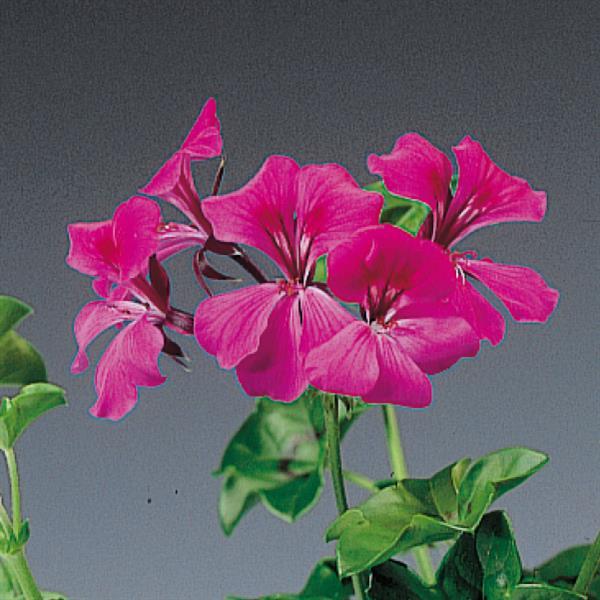 Ivy Geranium Tornado Fuchsia - Bloom
