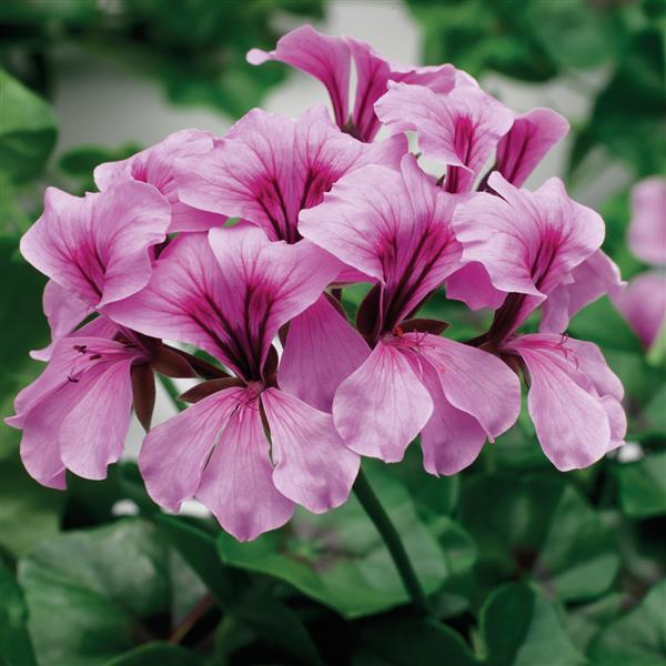 Ivy Geranium Tornado Lilac - Bloom
