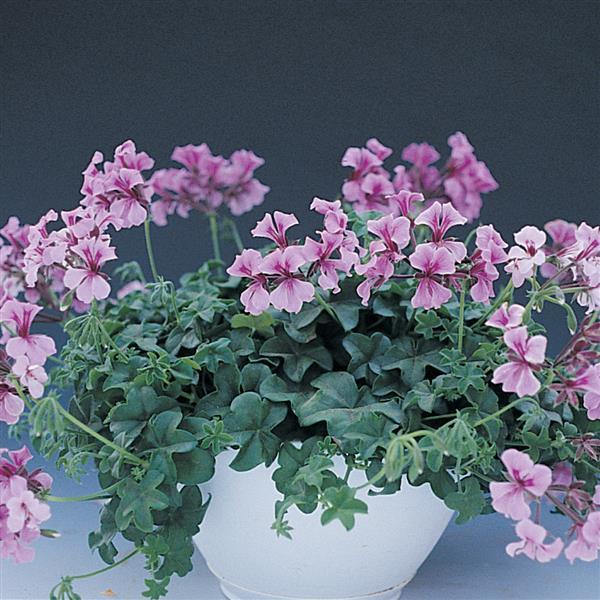 Ivy Geranium Tornado Lilac - Container