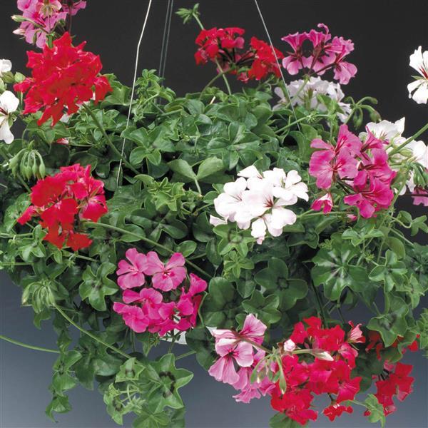 Ivy Geranium Tornado Mix - Bloom