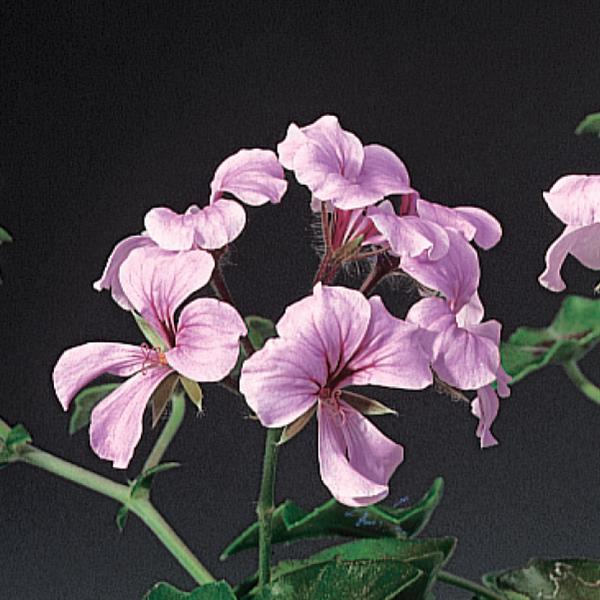 Ivy Geranium Tornado Pink - Bloom