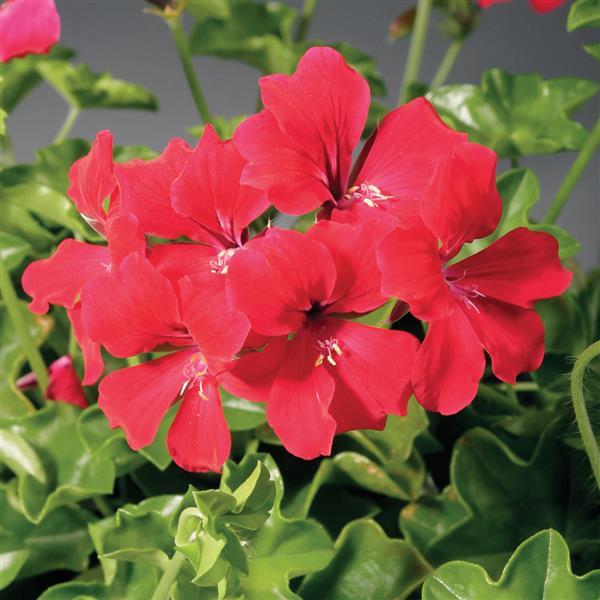 Ivy Geranium Tornado Red - Bloom