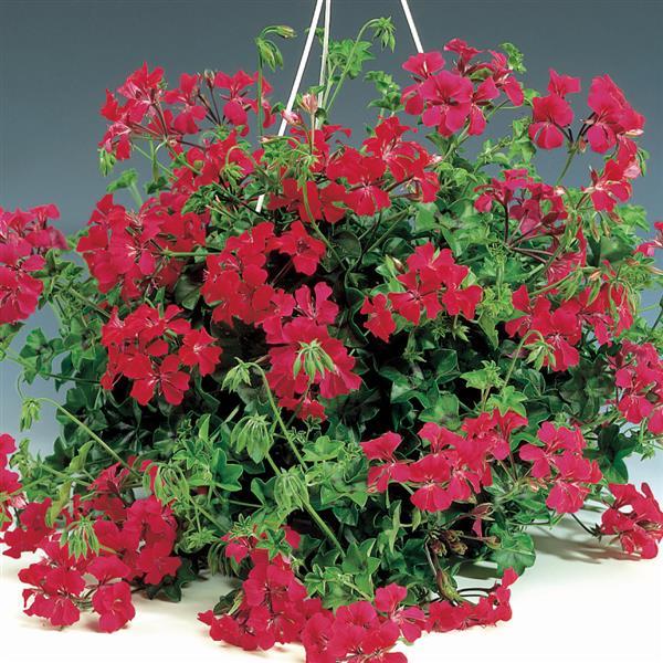Ivy Geranium Tornado Red - Container