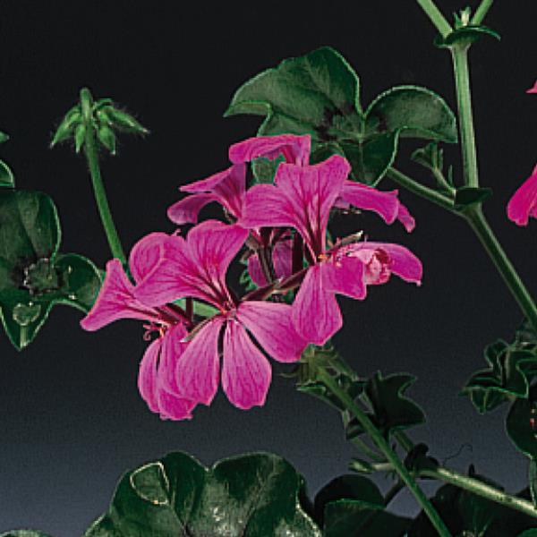 Ivy Geranium Tornado Rose - Bloom