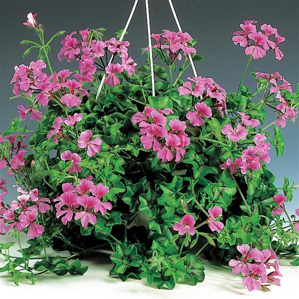 Ivy Geranium Tornado Rose - Container