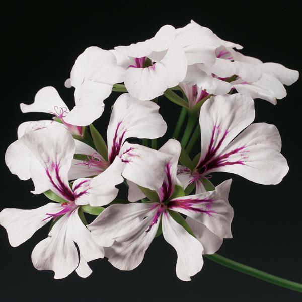 Ivy Geranium Tornado White - Bloom