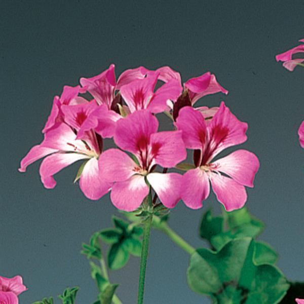 Ivy Geranium Tornado Bicolor Duet - Bloom