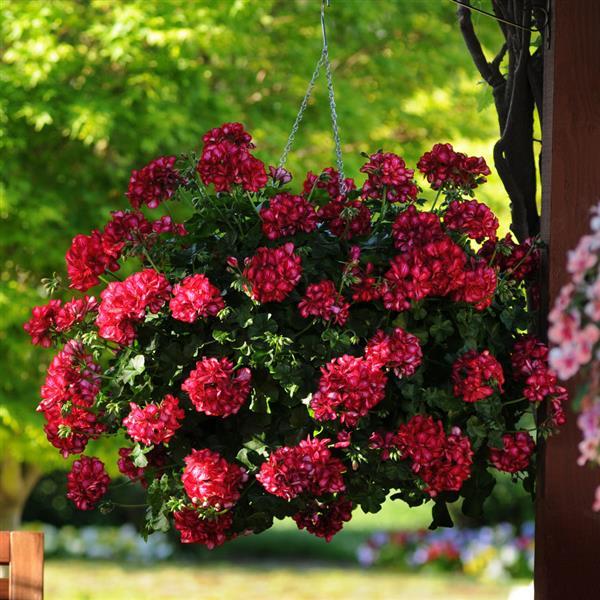PLANT NAME Basket