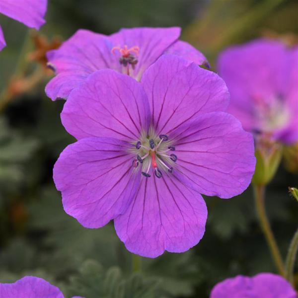 Geranium Purple Glow - Bloom