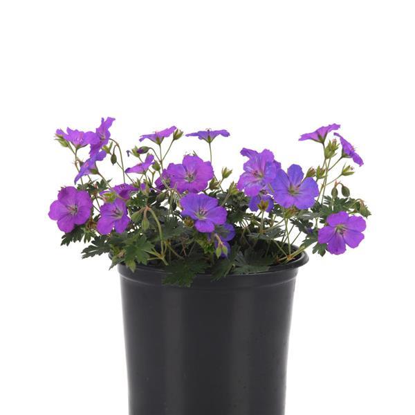Geranium Other Purple Glow - Container