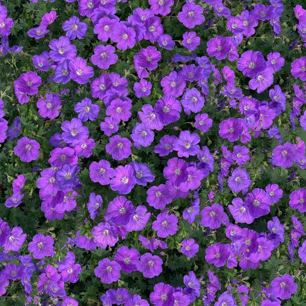 Geranium Other Purple Glow - Garden