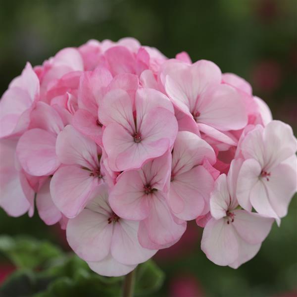 Geranium Horizon Appleblossom - Bloom
