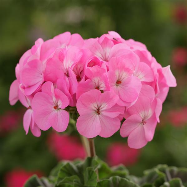 Geranium Horizon Lavender - Bloom