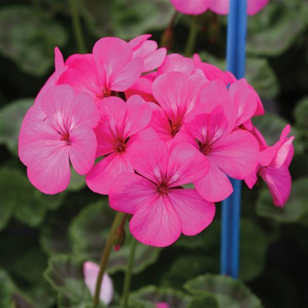 Geranium Horizon Neon Rose - Bloom