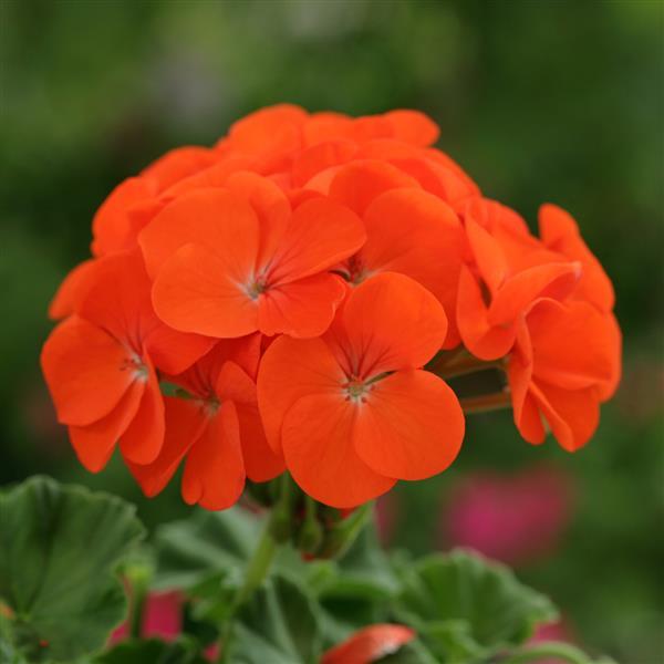 Geranium Horizon Orange - Bloom