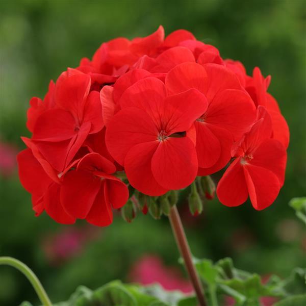 Geranium Horizon Red - Bloom