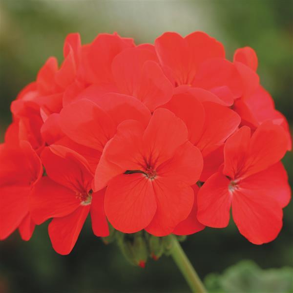 Geranium Horizon Deep Red - Bloom