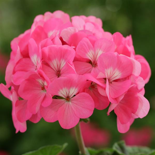 Geranium Horizon Rose - Bloom