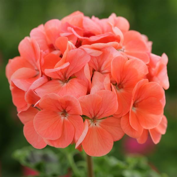 Geranium Horizon Deep Salmon - Bloom