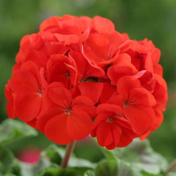 Geranium Horizon Scarlet - Bloom