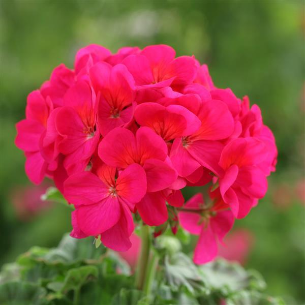 Geranium Horizon Violet - Bloom