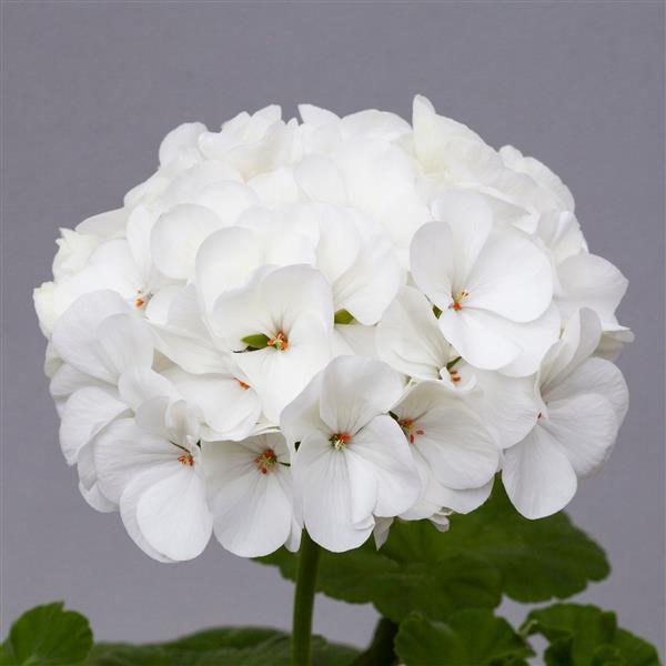 Geranium Horizon White - Bloom