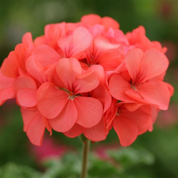 Geranium Horizon Coral Spice - Bloom