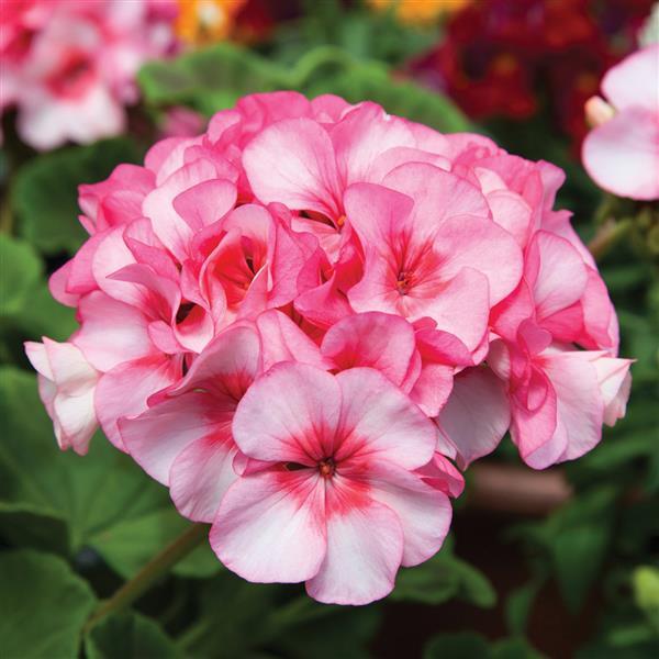 Geranium Horizon New Star - Bloom