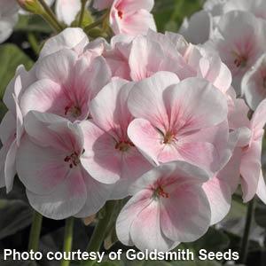 Geranium Maverick Appleblossom - Bloom