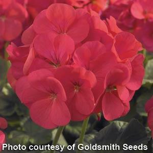 Geranium Maverick Coral - Bloom
