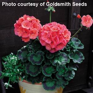 Geranium Maverick Coral - Container