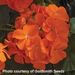 Geranium Maverick Orange - Bloom