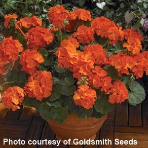 Geranium Maverick Orange - Container