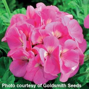 Geranium Maverick Pink - Bloom