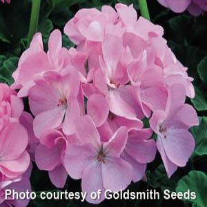 Geranium Maverick Quicksilver - Bloom