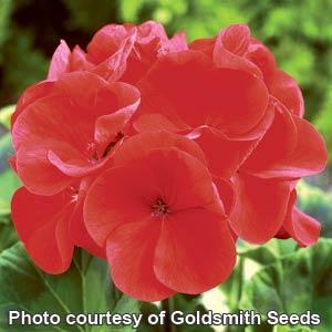 Geranium Maverick Red - Bloom