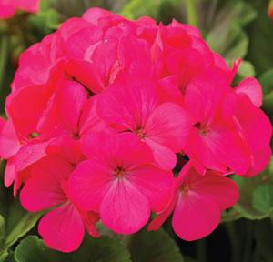 Geranium Maverick Rose - Bloom