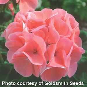 Geranium Maverick Salmon - Bloom