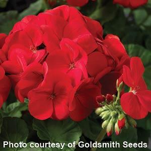 Geranium Maverick Scarlet - Bloom
